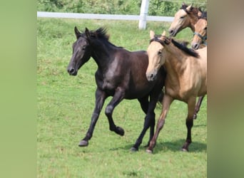 PRE, Hengst, 2 Jahre, 165 cm, Rappschimmel