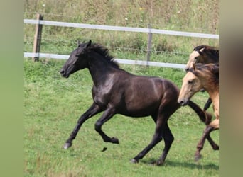 PRE, Hengst, 2 Jahre, 165 cm, Rappschimmel