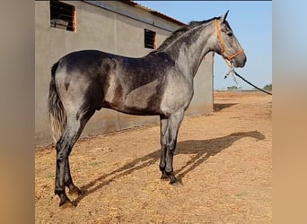 PRE Mix, Hengst, 2 Jahre, 165 cm, Schimmel