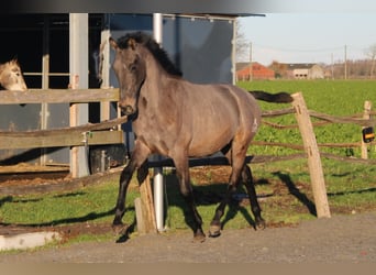 PRE, Hengst, 2 Jahre, 165 cm, Schimmel