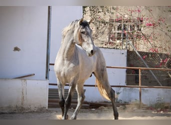 PRE Mix, Hengst, 2 Jahre, 165 cm, Schimmel