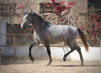 PRE Mix, Hengst, 2 Jahre, 165 cm, Schimmel