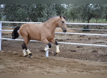 PRE, Hengst, 2 Jahre, 166 cm