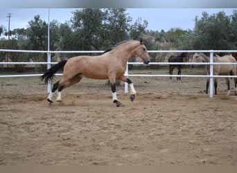 PRE, Hengst, 2 Jahre, 166 cm