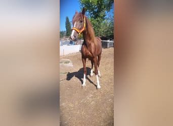 PRE Mix, Hengst, 2 Jahre, 166 cm, Fuchs