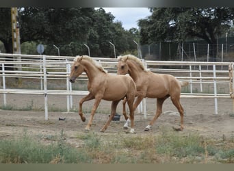 PRE, Hengst, 2 Jahre, 166 cm, Palomino