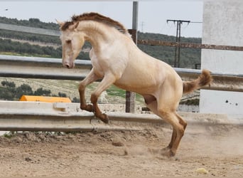 PRE, Hengst, 2 Jahre, 166 cm, Pearl