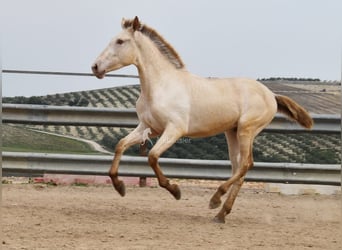 PRE, Hengst, 2 Jahre, 166 cm, Pearl