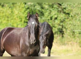 PRE Mix, Hengst, 2 Jahre, 166 cm, Rappe
