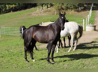 PRE Mix, Hengst, 2 Jahre, 166 cm, Rappe