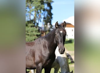 PRE Mix, Hengst, 2 Jahre, 166 cm, Rappe