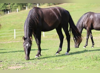PRE Mix, Hengst, 2 Jahre, 166 cm, Rappe