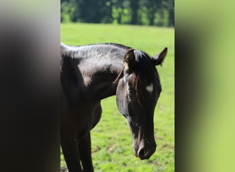 PRE Mix, Hengst, 2 Jahre, 166 cm, Rappe