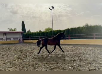 PRE Mix, Hengst, 2 Jahre, 167 cm, Dunkelbrauner