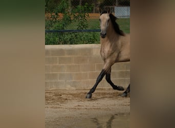 PRE Mix, Hengst, 2 Jahre, 167 cm, Falbe