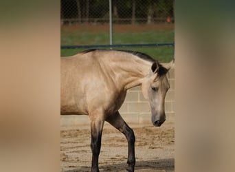 PRE Mix, Hengst, 2 Jahre, 167 cm, Falbe