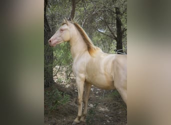PRE, Hengst, 2 Jahre, 167 cm, Perlino
