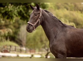 PRE Mix, Hengst, 2 Jahre, 167 cm, Rappe