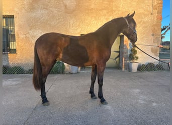 PRE Mix, Hengst, 2 Jahre, 167 cm, Rappe