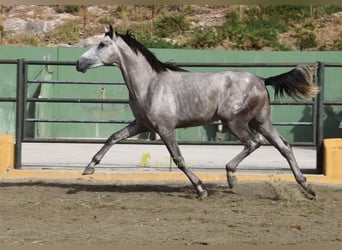 PRE, Hengst, 2 Jahre, 167 cm, Schimmel