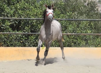 PRE, Hengst, 2 Jahre, 167 cm, Schimmel