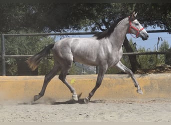 PRE, Hengst, 2 Jahre, 167 cm, Schimmel