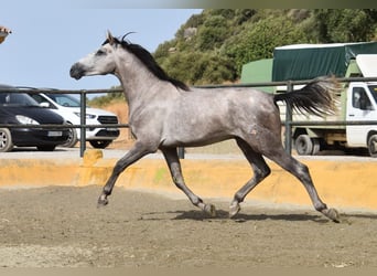 PRE, Hengst, 2 Jahre, 167 cm, Schimmel