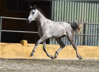 PRE, Hengst, 2 Jahre, 167 cm, Schimmel