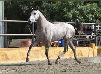 PRE, Hengst, 2 Jahre, 167 cm, Schimmel