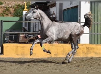 PRE, Hengst, 2 Jahre, 167 cm, Schimmel