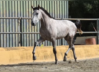 PRE, Hengst, 2 Jahre, 167 cm, Schimmel