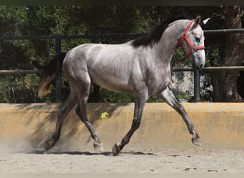 PRE, Hengst, 2 Jahre, 167 cm, Schimmel