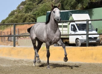 PRE, Hengst, 2 Jahre, 167 cm, Schimmel