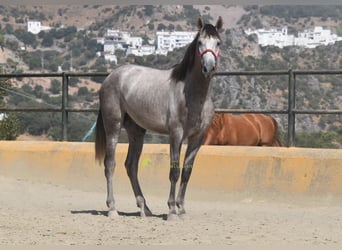 PRE, Hengst, 2 Jahre, 167 cm, Schimmel