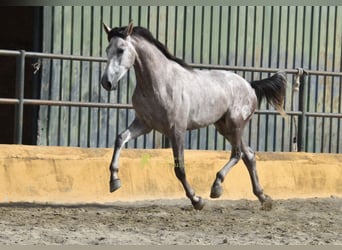PRE, Hengst, 2 Jahre, 167 cm, Schimmel