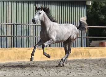 PRE, Hengst, 2 Jahre, 167 cm, Schimmel