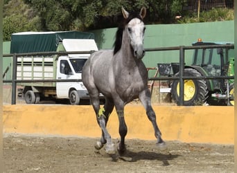 PRE, Hengst, 2 Jahre, 167 cm, Schimmel