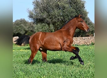 PRE Mix, Hengst, 2 Jahre, 168 cm, Brauner