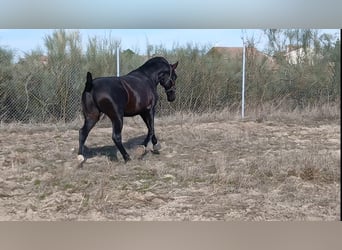 PRE Mix, Hengst, 2 Jahre, 168 cm, Dunkelbrauner