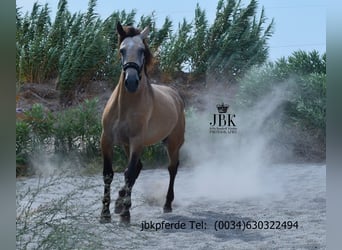PRE Mix, Hengst, 2 Jahre, 168 cm, Falbe