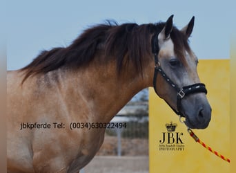 PRE Mix, Hengst, 2 Jahre, 168 cm, Falbe
