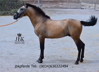 PRE Mix, Hengst, 2 Jahre, 168 cm, Falbe
