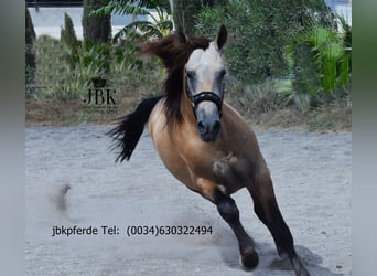 PRE Mix, Hengst, 2 Jahre, 168 cm, Falbe