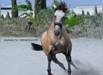 PRE Mix, Hengst, 2 Jahre, 168 cm, Falbe