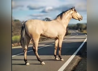 PRE Mix, Hengst, 2 Jahre, 168 cm, Falbe