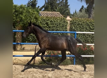 PRE Mix, Hengst, 2 Jahre, 168 cm, Schimmel