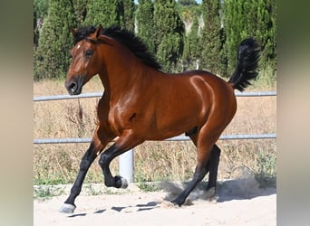 PRE Mix, Hengst, 2 Jahre, 169 cm, Brauner