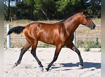 PRE Mix, Hengst, 2 Jahre, 169 cm, Brauner