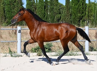 PRE Mix, Hengst, 2 Jahre, 169 cm, Brauner