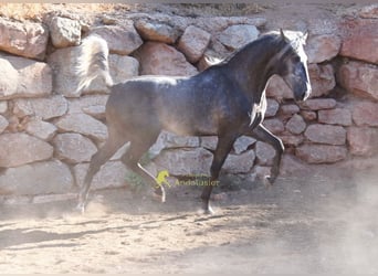 PRE, Hengst, 2 Jahre, 169 cm, Schimmel